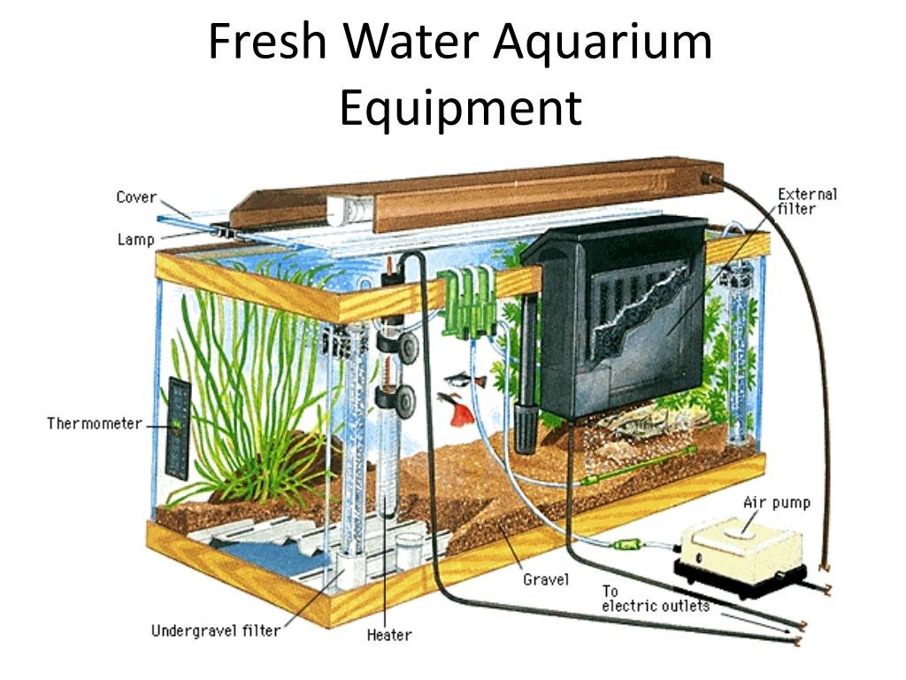 Сколько воды должно быть в аквариуме. Оснащение аквариума. Аквариумное оборудование. Приспособления для аквариума. Фильтр для аквариума.