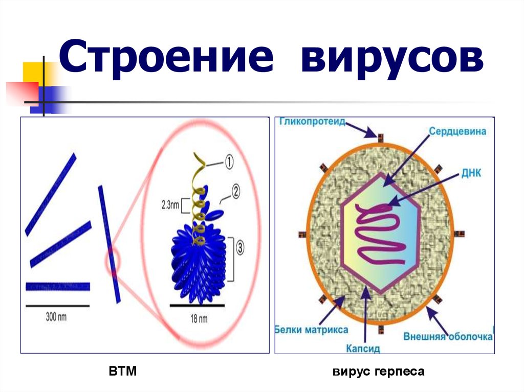 Есть ли у вирусов клетки. Схема строения клетки вируса. Схема строения вируса биология. Структура вирусов простая схема. Строение вируса рисунок.