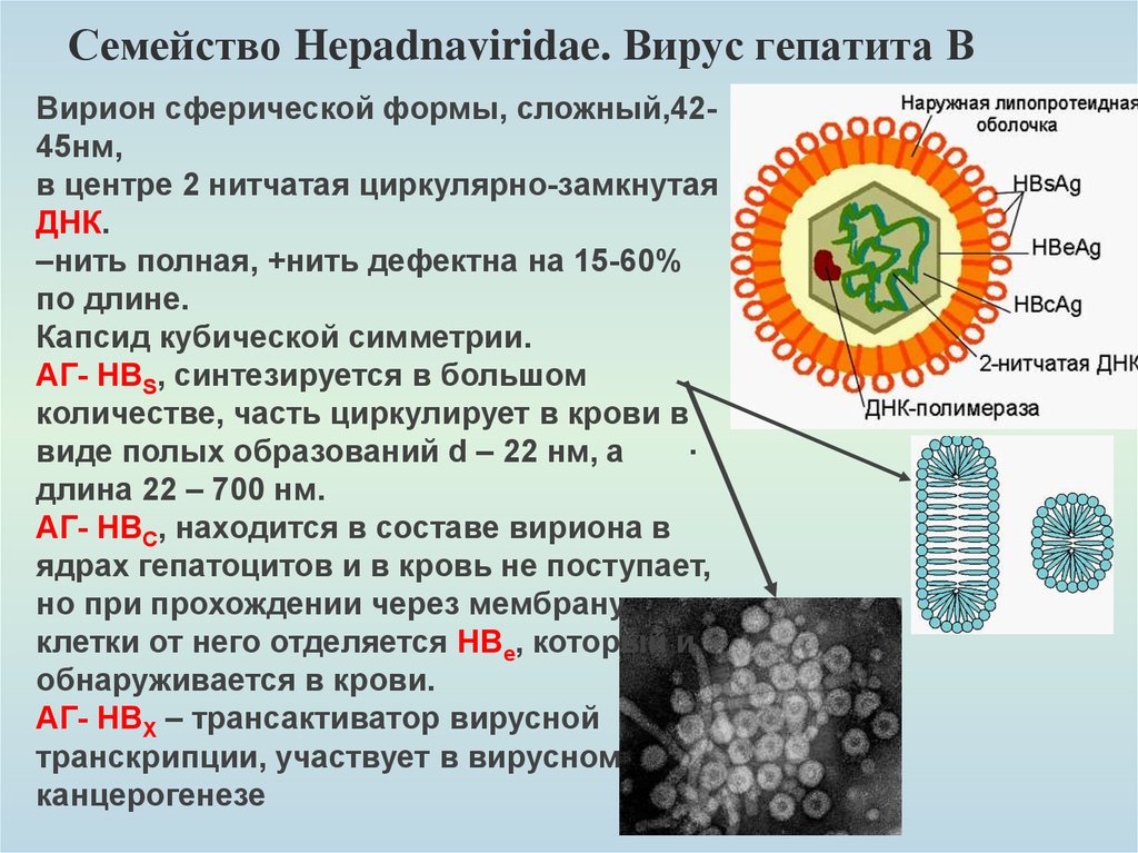 В картинках могут быть вирусы