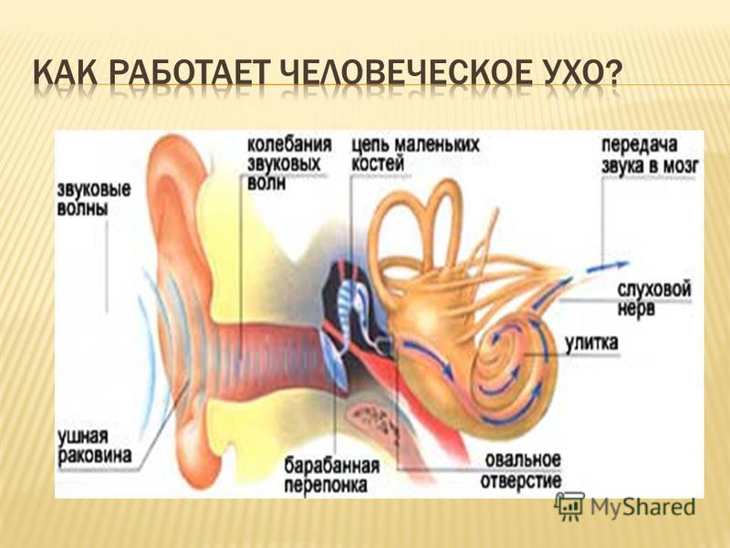 Можно оглохнуть от наушников. Влияние наушников на слух человека. Влияние наушников на слух человека проект. Влияние наушников на слух человека презентация. Влияние звука на слух.