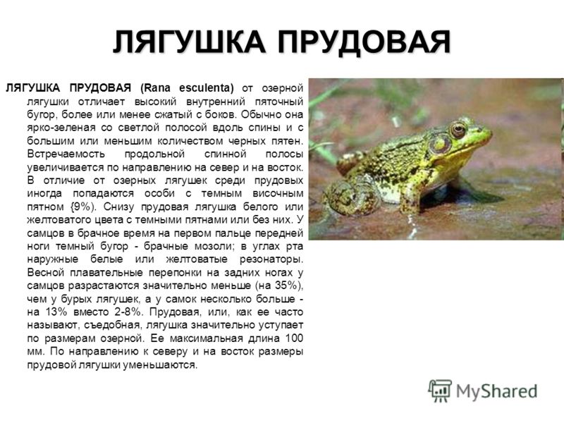 Прудовая лягушка фото и описание