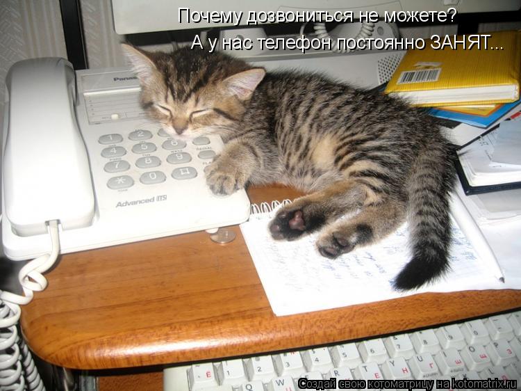 Не могу дозвониться всегда занято. Кот перетрудился. Телефон занят. Картинка не дозвонился. Котик офисный работник.
