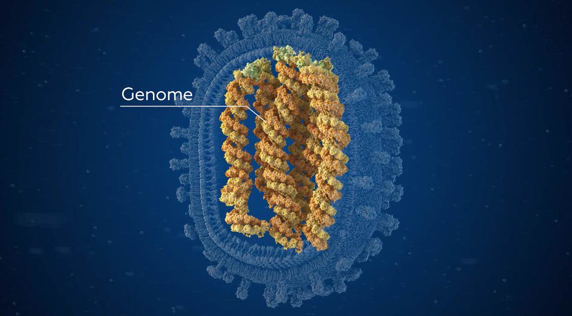 Рнк геномные вирусы. ДНК вирусы. ДНКОВЫЕ вирусы. Онкогенные ДНК вирусы. Строение ДНК вируса.