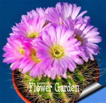 как отменить заказ на алиэкспресс после оплаты и вернуть деньги как отменить заказ на алиэкспресс после оплаты и вернуть деньги