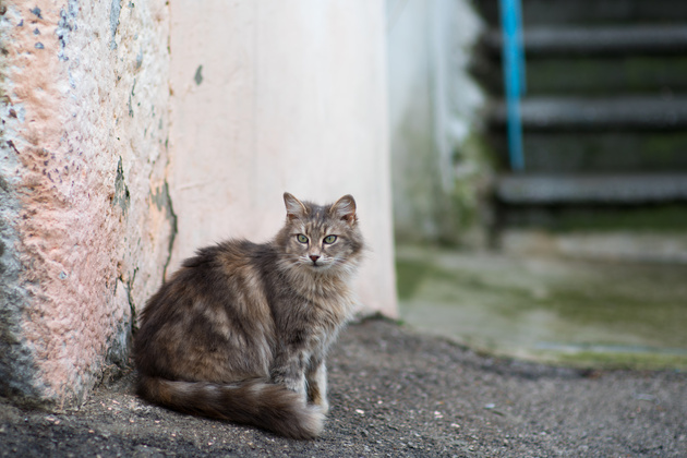 Нормальный снимок