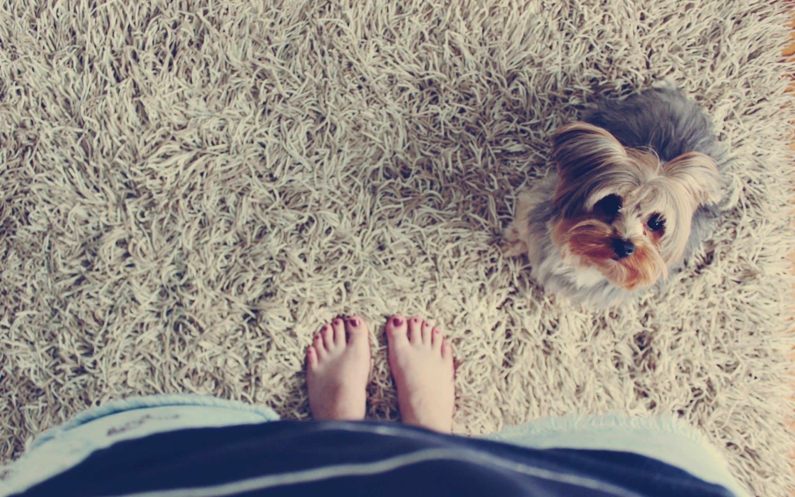 Feet dog. Собака на ковре. Блондинка с Йорком. Щенок на ковре. Босиком на ковре.