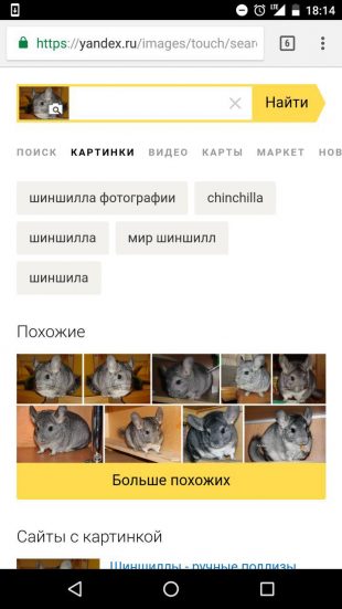 «Яндекс»: определение животного по картинке