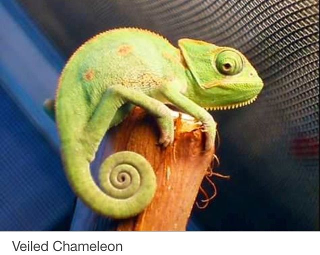 Девочка хамелеон. Veiled Chameleon. Девочка с хамелеоном. Девушка хамелеон. Человек хамелеон.