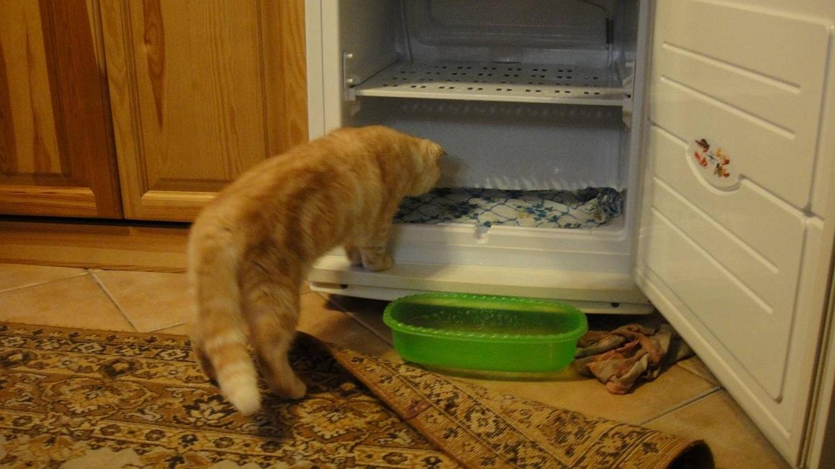 После разморозки холодильник необходимо помыть 