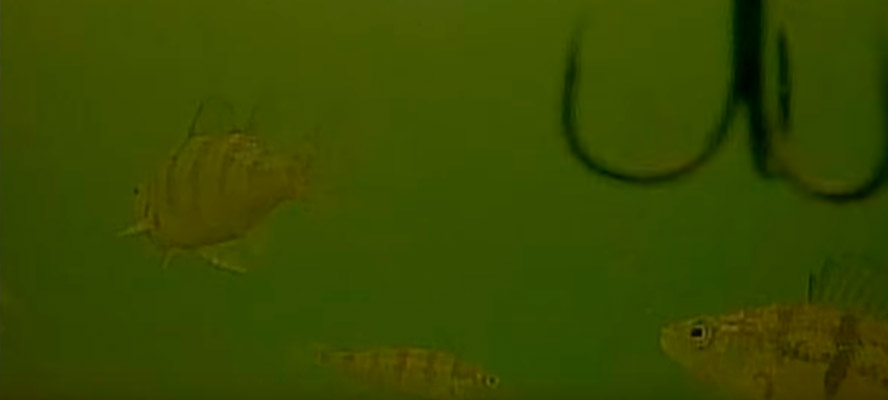 Так снимает MarCum Recon 5 Plus